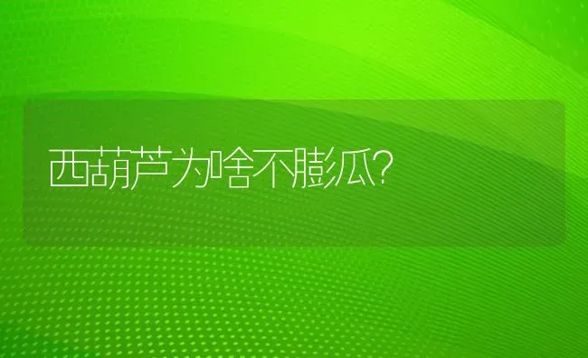 西葫芦为啥不膨瓜? | 养殖知识