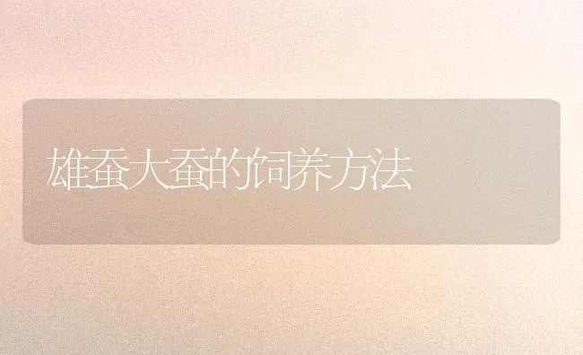 雄蚕大蚕的饲养方法 | 养殖技术大全