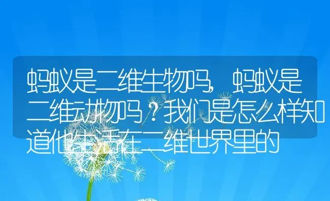 蚂蚁是二维生物吗,蚂蚁是二维动物吗？我们是怎么样知道他生活在二维世界里的 | 养殖学堂