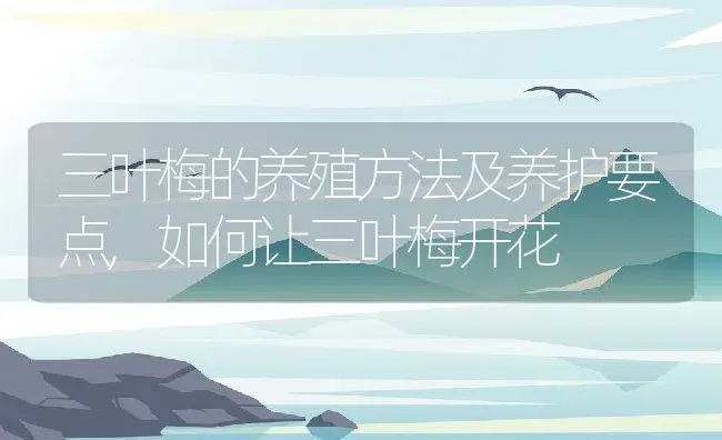 三叶梅的养殖方法及养护要点,如何让三叶梅开花 | 养殖学堂