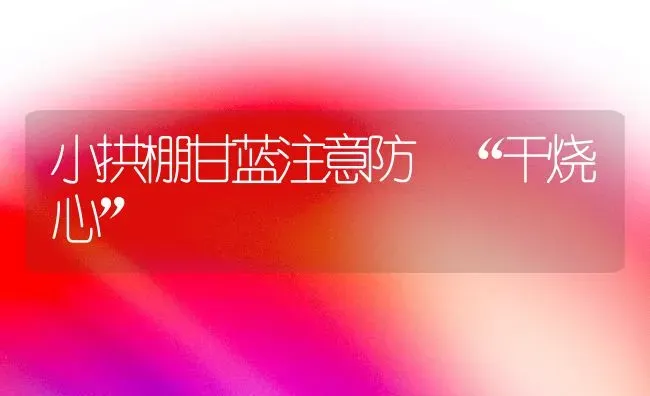 小拱棚甘蓝注意防 “干烧心” | 养殖技术大全