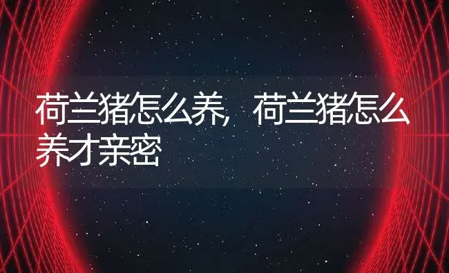 荷兰猪怎么养,荷兰猪怎么养才亲密 | 养殖科普