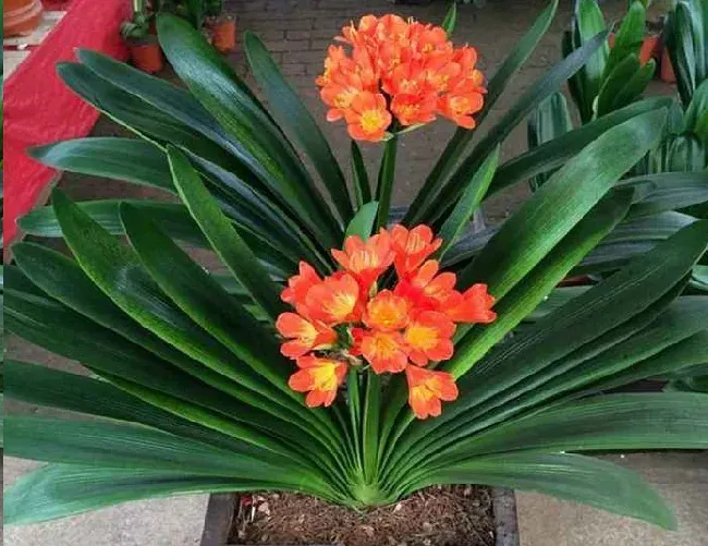 君子兰哪个花色最贵,君子兰十大颜色？