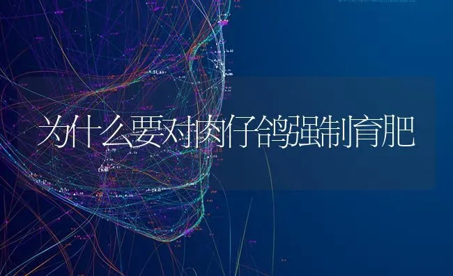 为什么要对肉仔鸽强制育肥 | 养殖知识