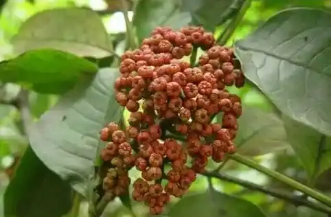 吴茱萸是治疗慢性前列腺炎的良药 | 农广天地