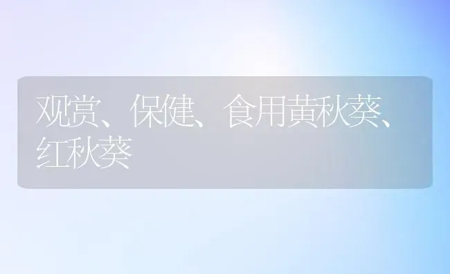 观赏、保健、食用黄秋葵、红秋葵 | 养殖技术大全