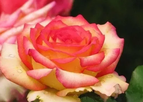 怎么养月季花盆栽,盆栽月季花怎么养？