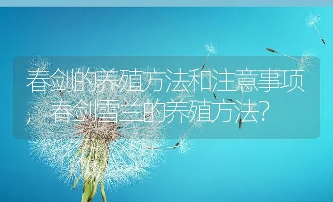 春剑的养殖方法和注意事项,春剑雪兰的养殖方法？ | 养殖科普
