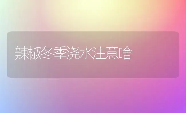 辣椒冬季浇水注意啥 | 养殖技术大全