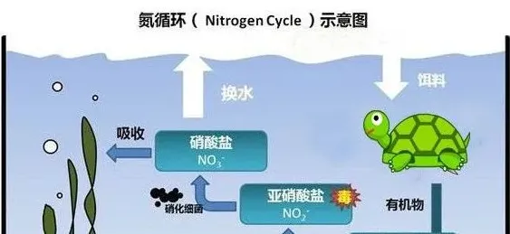 技术讲解:养乌龟到底用不用底沙？如果用，哪一种最合适？ | 妙招大全