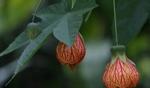 纹瓣悬铃花黄叶怎么办 | 生活常识