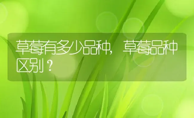 草莓有多少品种,草莓品种区别？ | 养殖科普