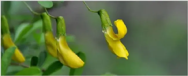 金雀怎么修剪多开花 | 生活妙招