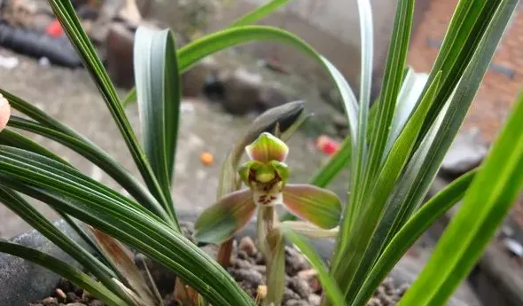 养兰花用什么土最好,栽兰花用腐熟花生壳，腐叶土，松针，松树皮怎样配比？