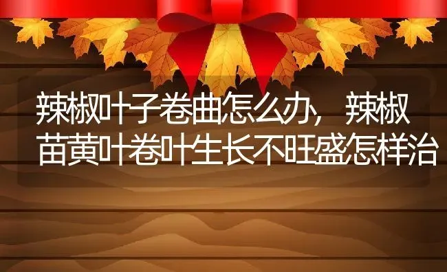 辣椒叶子卷曲怎么办,辣椒苗黄叶卷叶生长不旺盛怎样治 | 养殖学堂