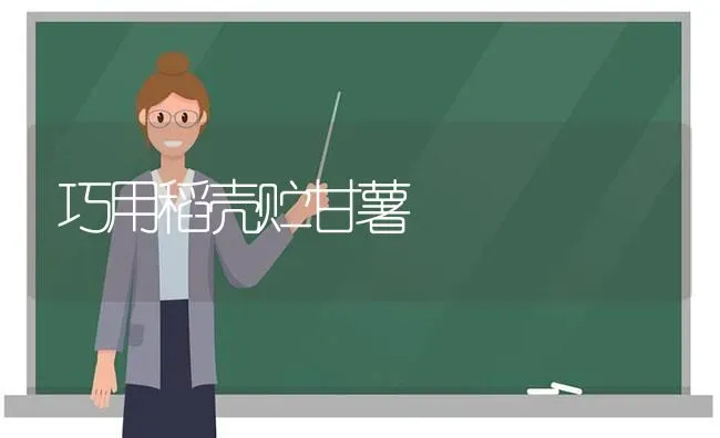 巧用稻壳贮甘薯 | 养殖知识