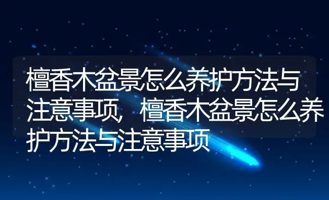 檀香木盆景怎么养护方法与注意事项,檀香木盆景怎么养护方法与注意事项 | 养殖科普