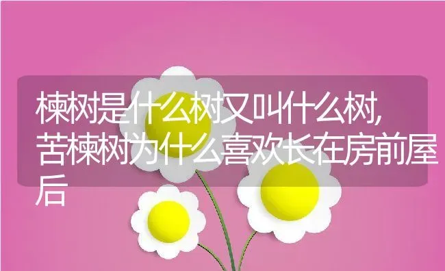 楝树是什么树又叫什么树,苦楝树为什么喜欢长在房前屋后 | 养殖学堂
