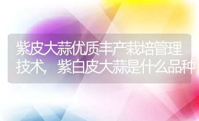 紫皮大蒜优质丰产栽培管理技术,紫白皮大蒜是什么品种 | 养殖学堂