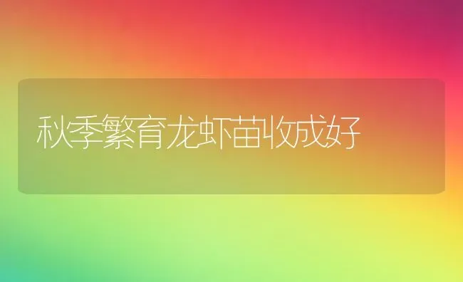 秋季繁育龙虾苗收成好 | 养殖技术大全