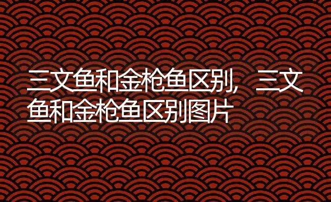 三文鱼和金枪鱼区别,三文鱼和金枪鱼区别图片 | 养殖科普