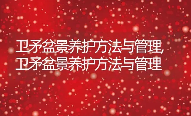 卫矛盆景养护方法与管理,卫矛盆景养护方法与管理 | 养殖科普