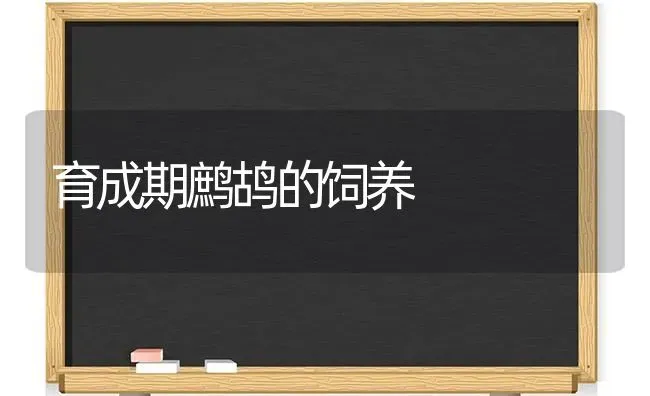 育成期鹧鸪的饲养 | 养殖知识