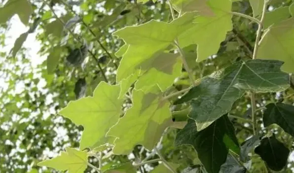 银白杨的特征 | 农广天地