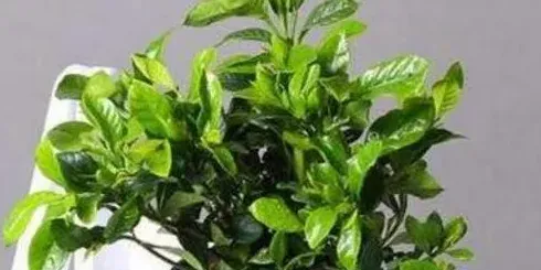 栀子花叶子发黄怎么办发黄原因与处理方法,栀子花黄叶怎么办？