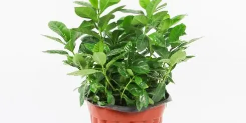 栀子花叶子发黄怎么办发黄原因与处理方法,栀子花黄叶怎么办？