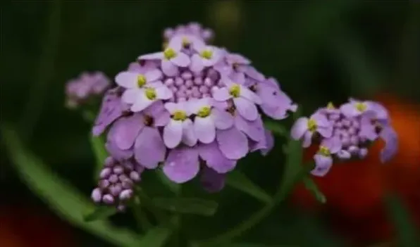 蜂室花怎么播种 | 三农知识