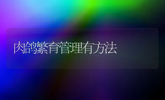 肉鸽繁育管理有方法 | 养殖技术大全