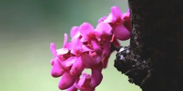 紫荆花树什么季节开花 | 生活妙招