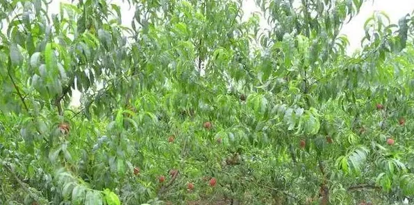 桃子的种植技术及注意事项 | 常识大全