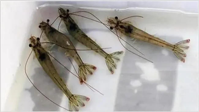 南美白虾苗期的管理方法 白虾苗怎么培育 | 生活妙招