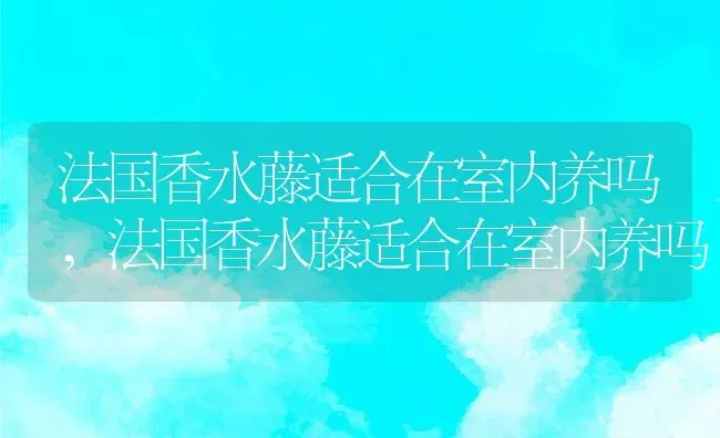 法国香水藤适合在室内养吗,法国香水藤适合在室内养吗 | 养殖科普