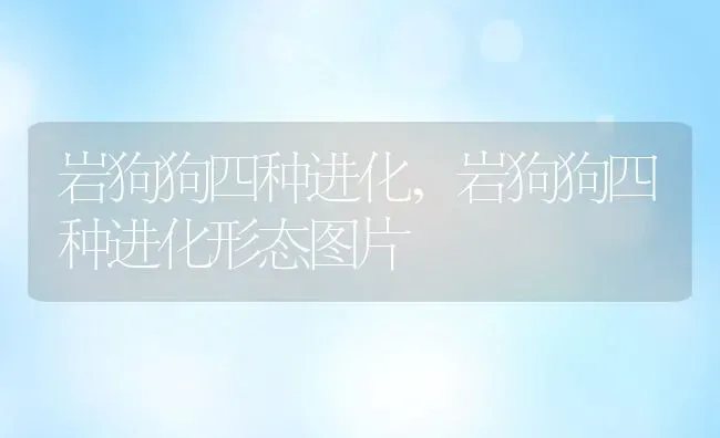 岩狗狗四种进化,岩狗狗四种进化形态图片 | 养殖科普