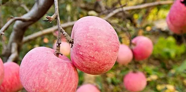 苹果园如何实现批量高产？ | 三农知识