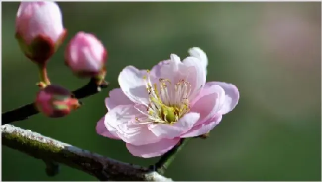 梅兰竹菊的象征意义 | 生活常识