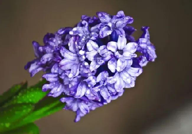 风信子开过花后怎样打理好再开,风信子开完花后怎么处理？