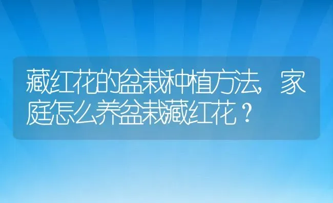 藏红花的盆栽种植方法,家庭怎么养盆栽藏红花？ | 养殖科普