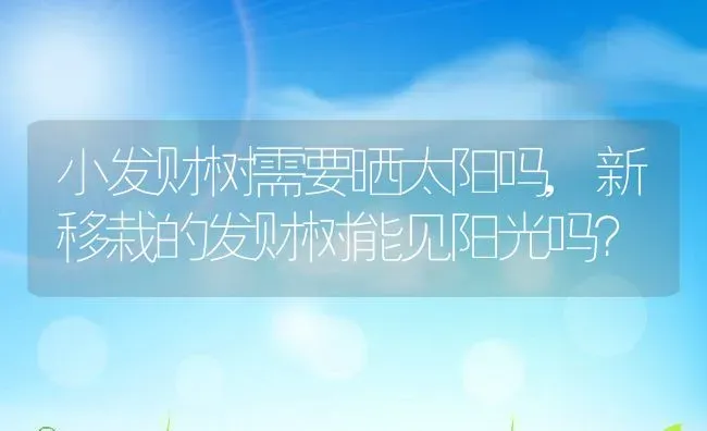 小发财树需要晒太阳吗,新移栽的发财树能见阳光吗？ | 养殖学堂