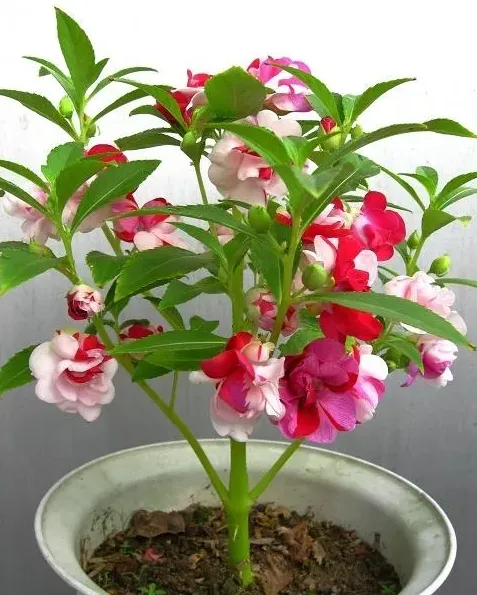 凤仙花长什么样子,怎样的凤仙花？