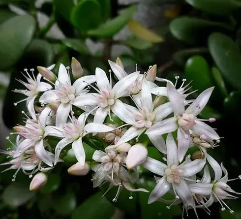 燕子掌开花预兆,玉树燕子掌多长时间开一次花？