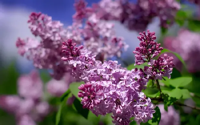 丁香花好养活吗?,丁香花盆栽能活几年？