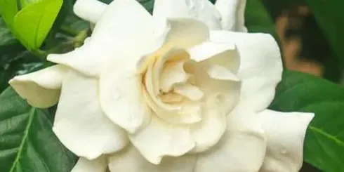 栀子花叶子发黄怎么办发黄原因与处理方法,栀子花黄叶怎么办？