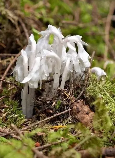 水晶兰怎么养,蕙兰水晶艺草养殖方法？