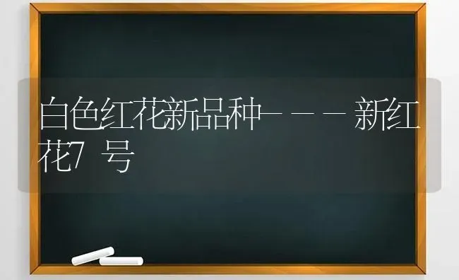 白色红花新品种---新红花7号 | 养殖知识