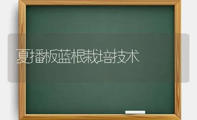 夏播板蓝根栽培技术 | 养殖技术大全