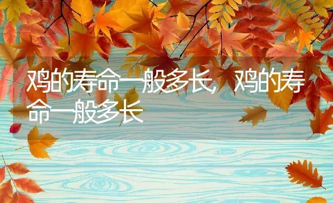 鸡的寿命一般多长,鸡的寿命一般多长 | 养殖科普